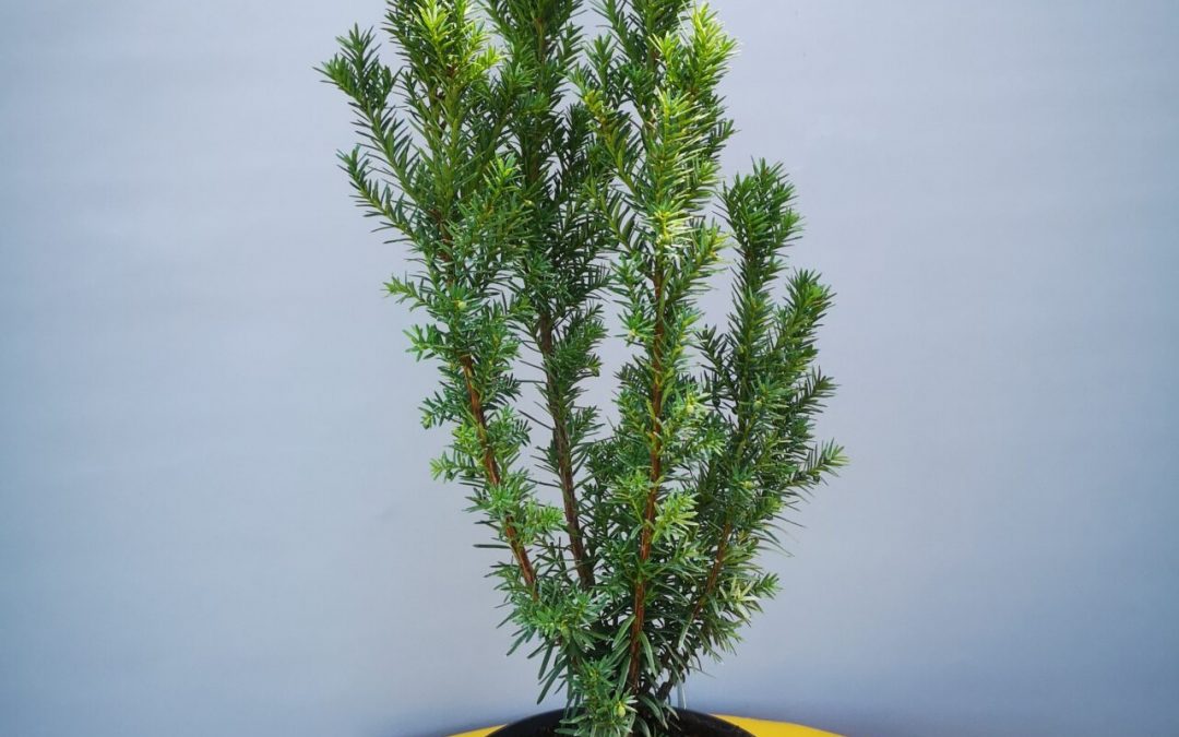 Taxus baccata