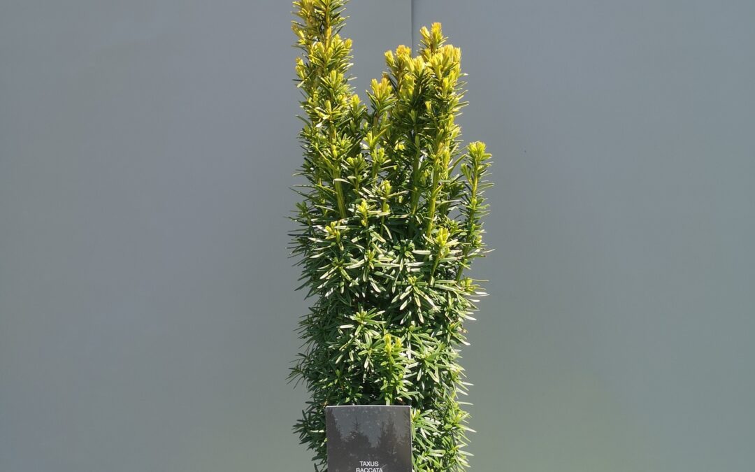Taxus bacc. Davidii