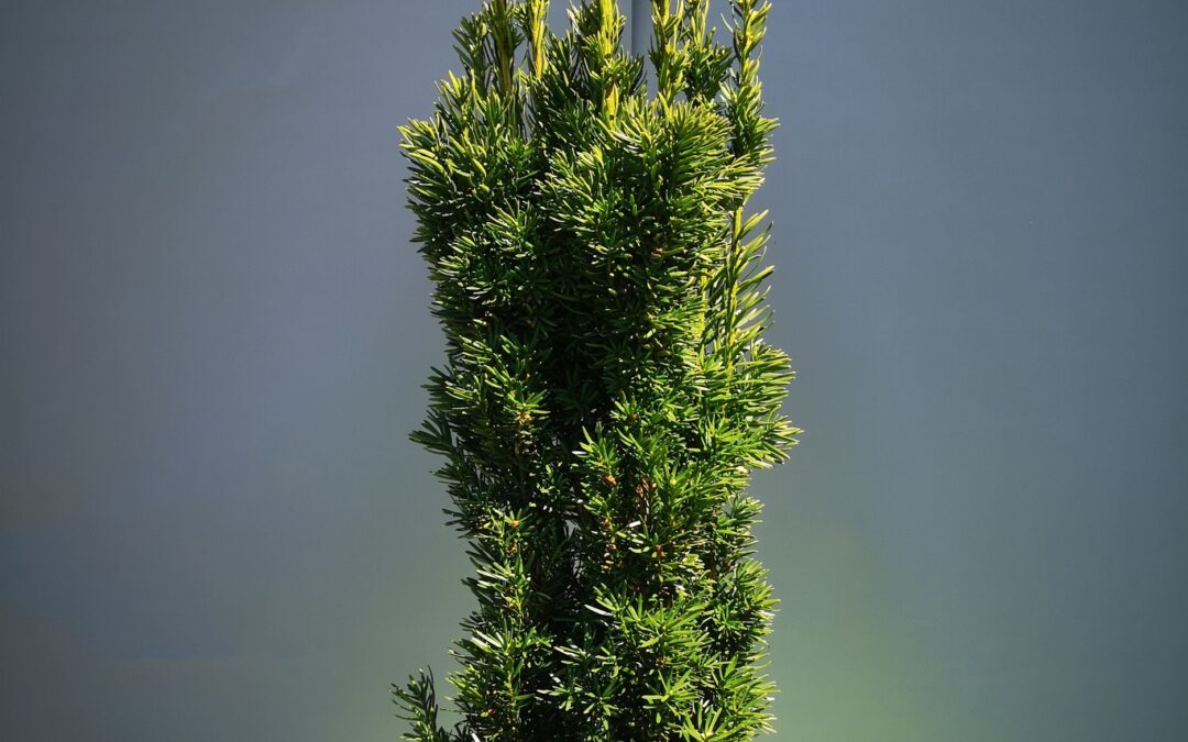 Taxus bacc. Fastigiata