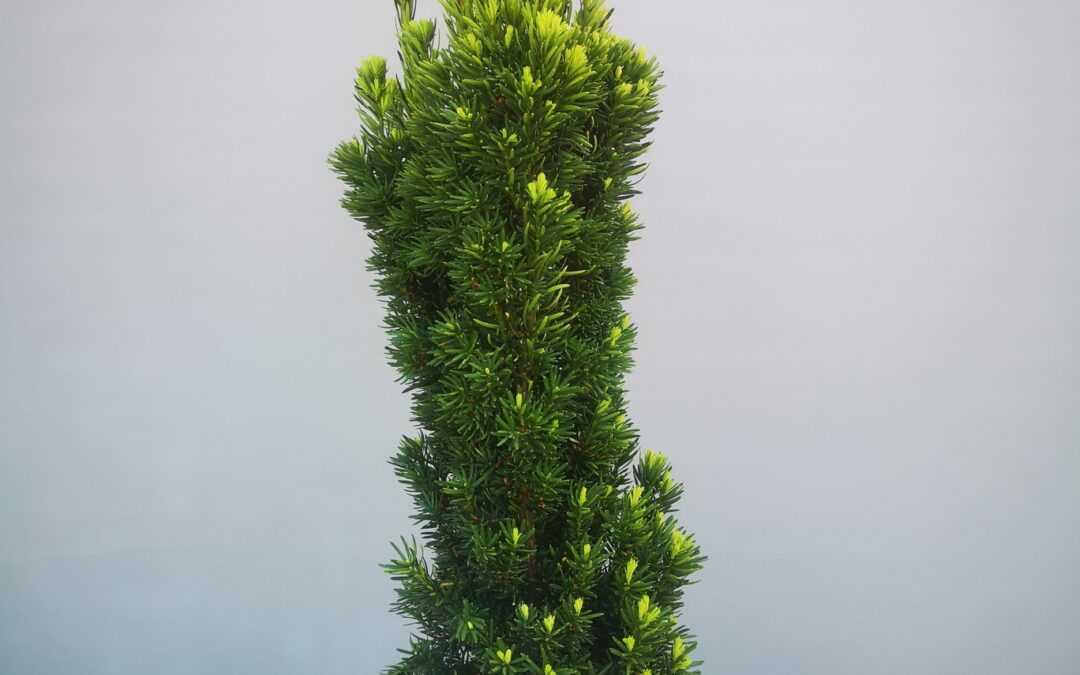 Taxus bacc. Stricta Viridis