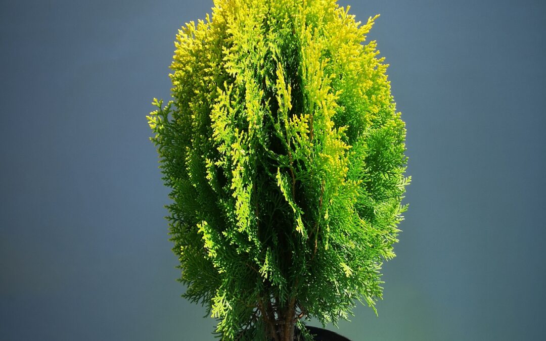 Thuja Aurea Nana