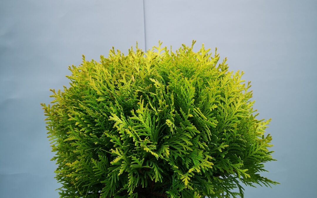 Thuja occ. Danica Gold