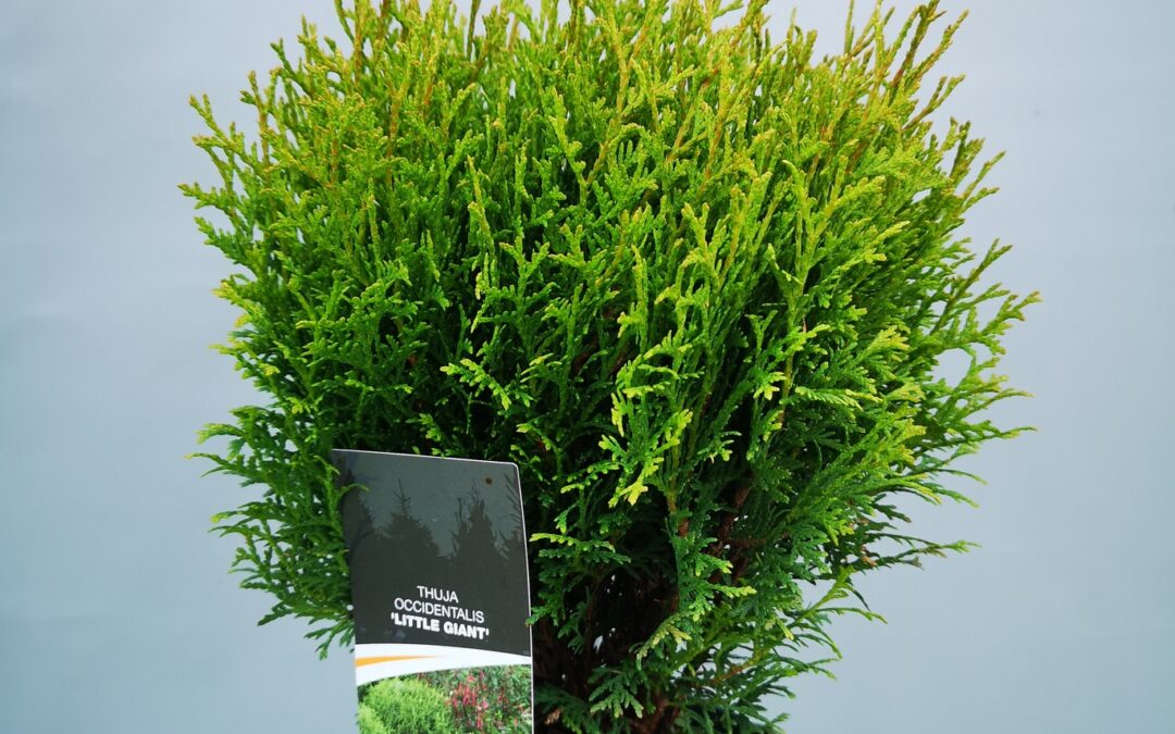 Thuja little giant