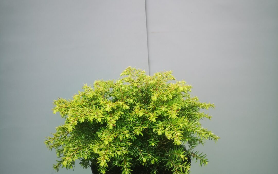 Tsuga canadensis nana