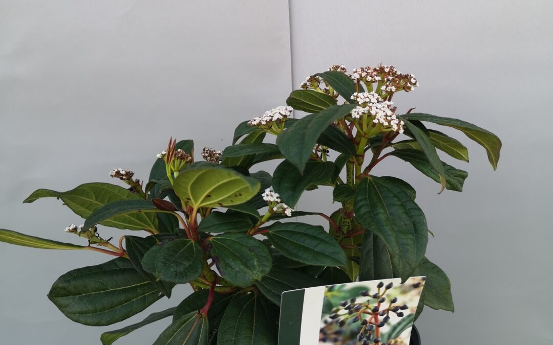 Viburnum Davidii