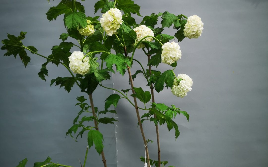 Viburnum opulus roseum