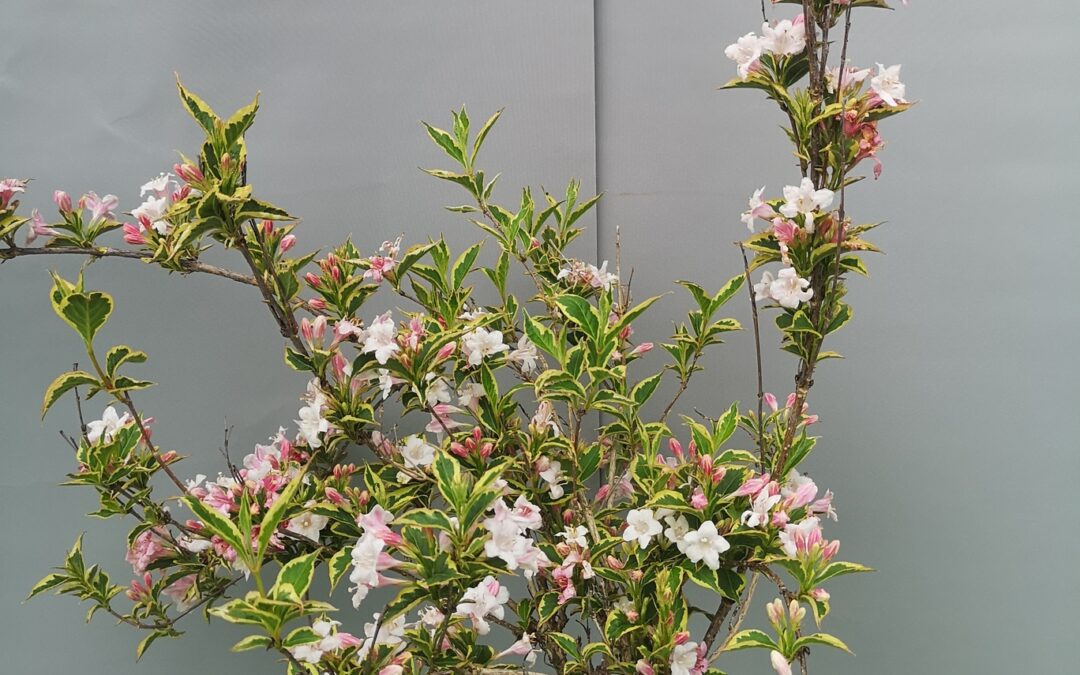 Weigela