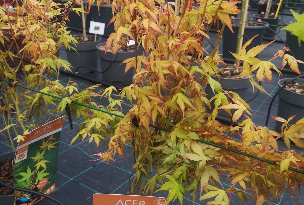 Acer pal. Katsura