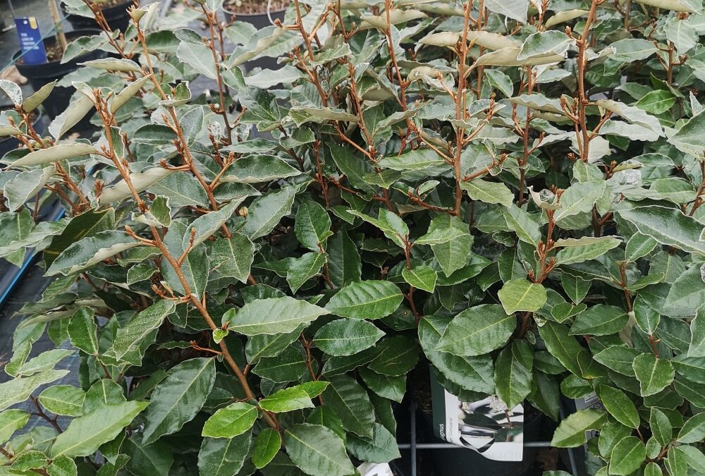 Eleagnus ebbingei
