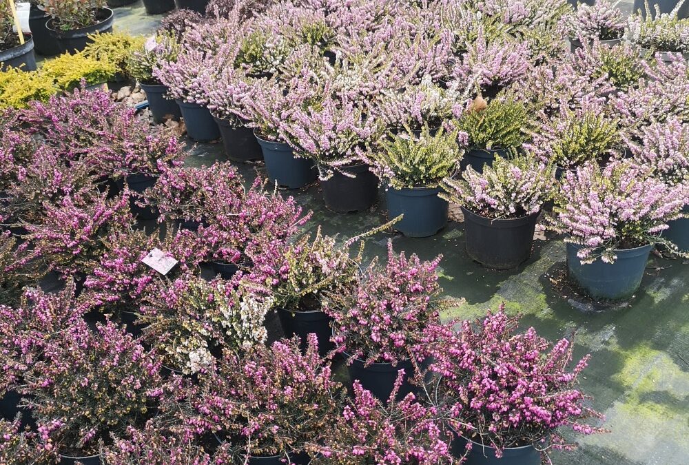 Erica carnea