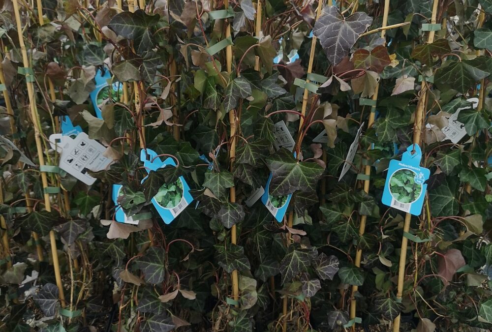 Hedera helix