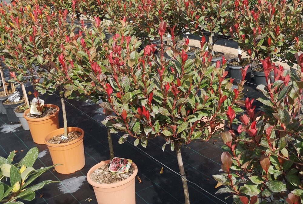 Photinia little Red Robin stamm