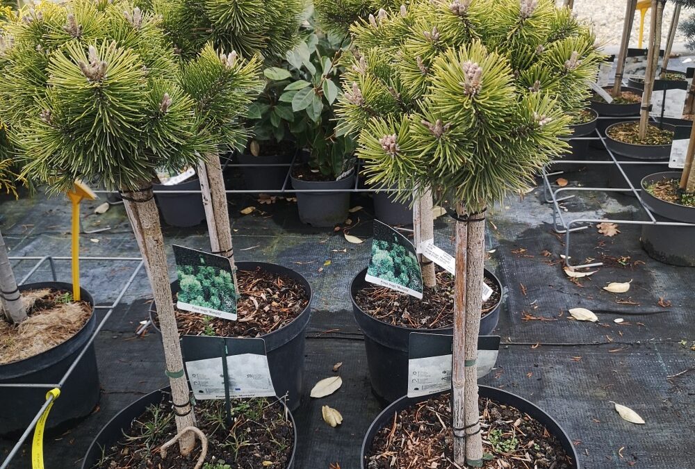 Pinus mugo Mumpitz stamm