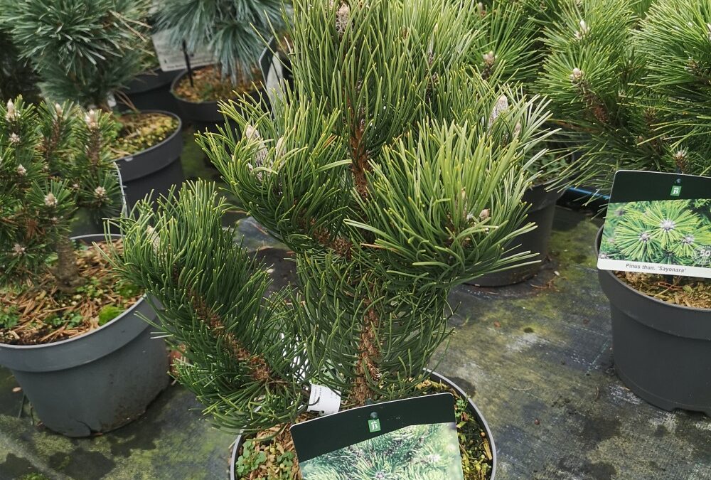 Pinus Nigra