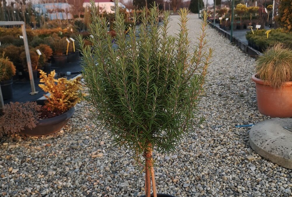 Rosmarinum officinalis stamm