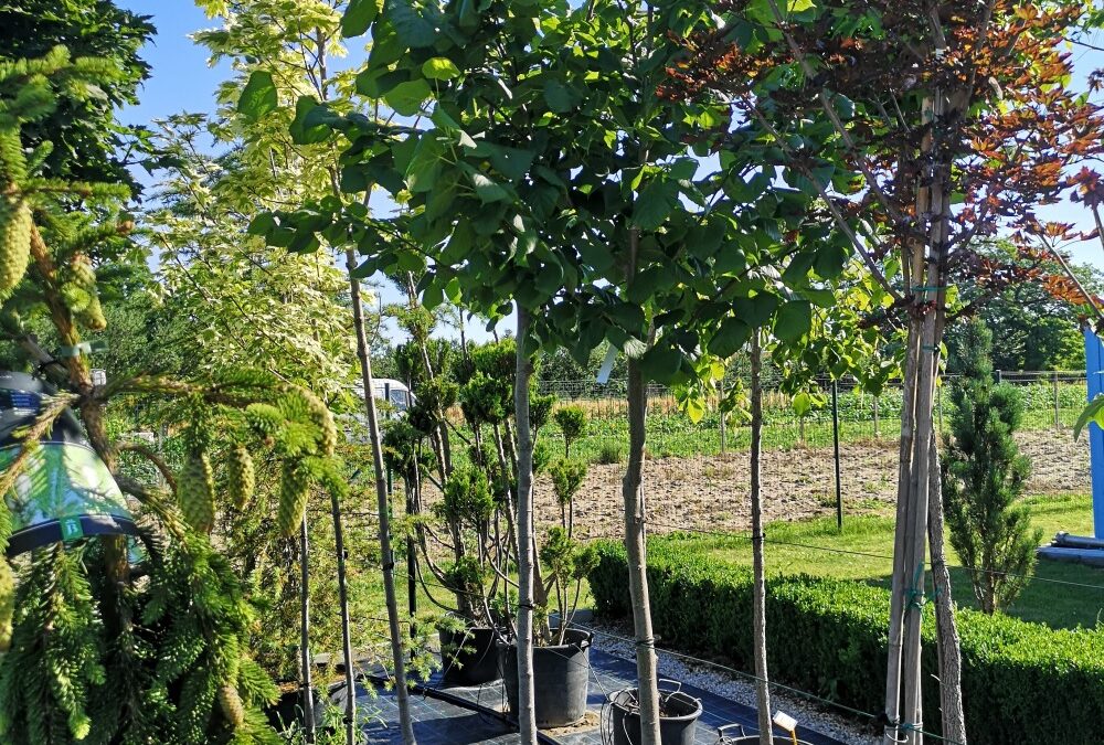 Tilia cordata