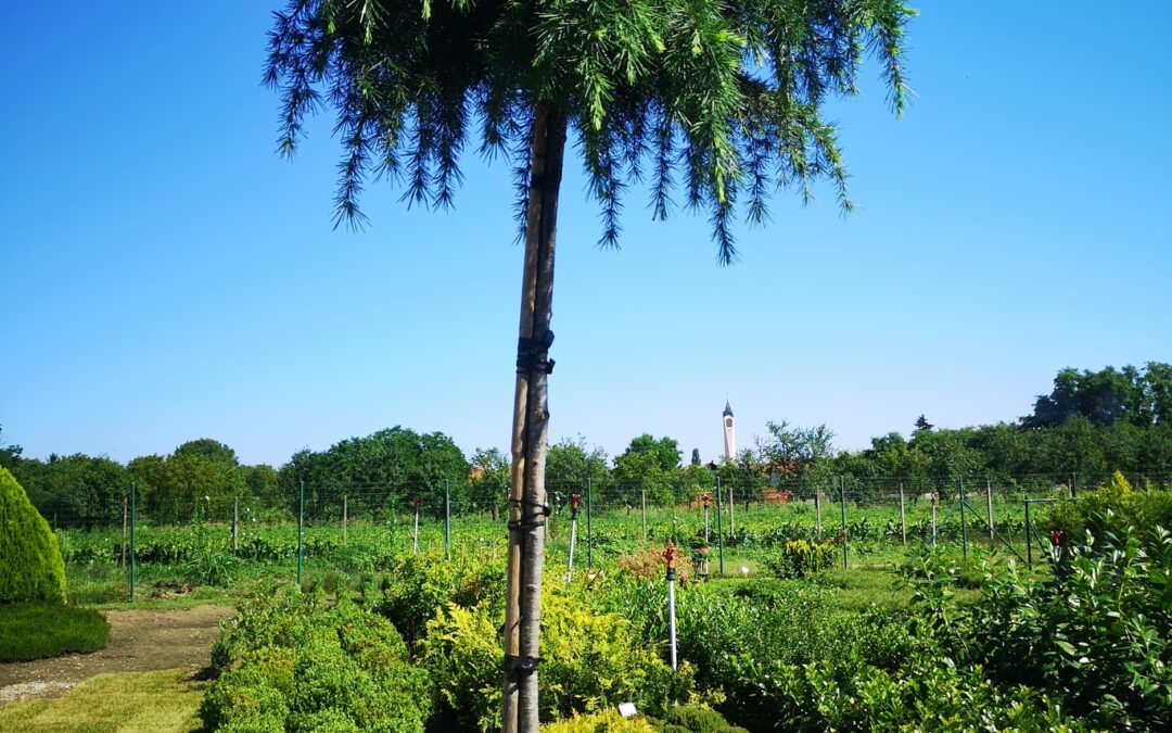 Cedrus deodara feeling blue