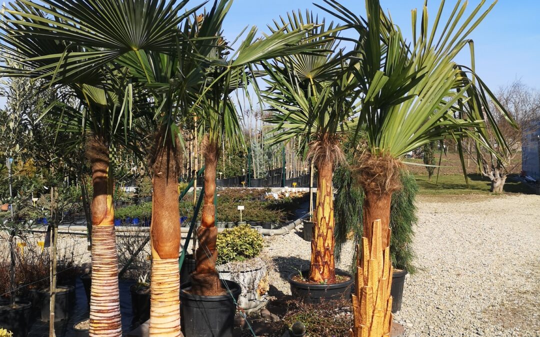 Chamaerops palme