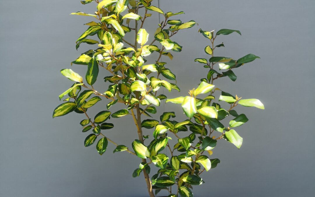 Eleagnus giallo