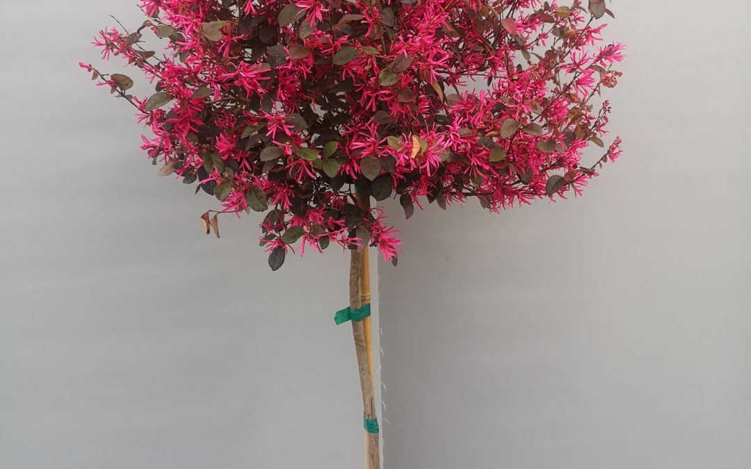 Loropetalum stamm