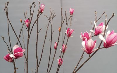 Magnolia starbust