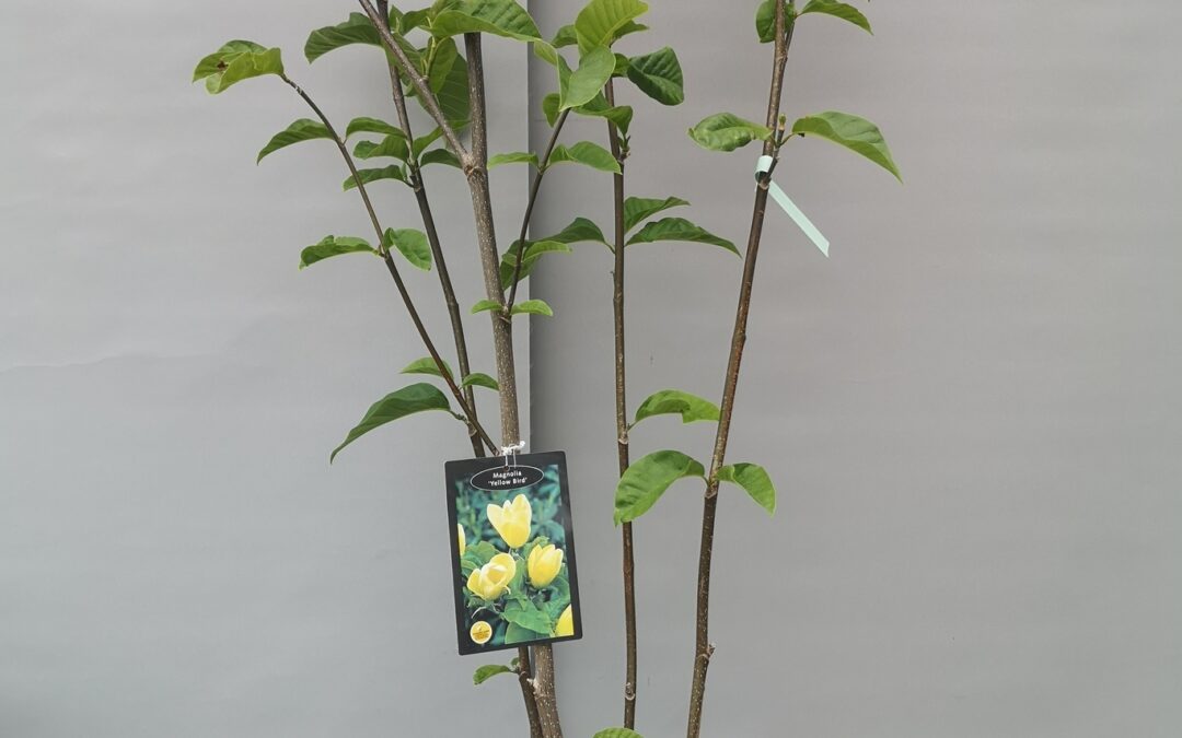 Magnolia yellow bird