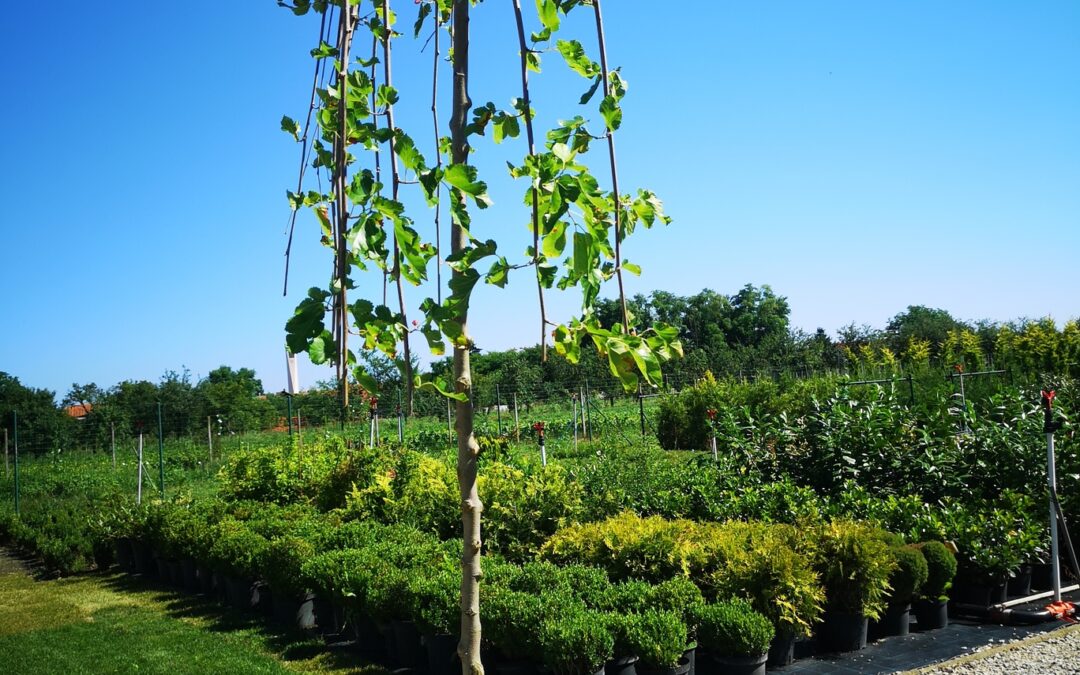 Morus alba pendula