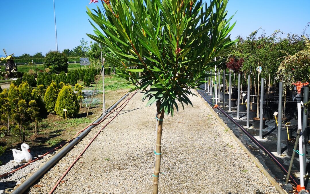 Oleander
