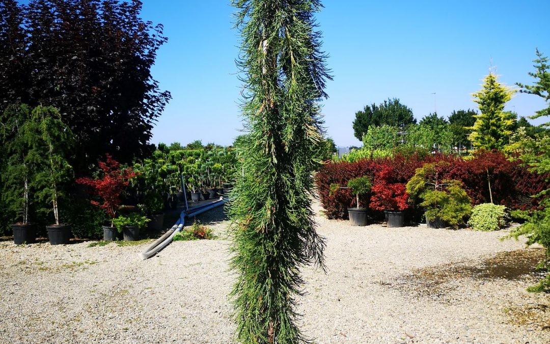 Sequoiadendron gigantetum pendulum