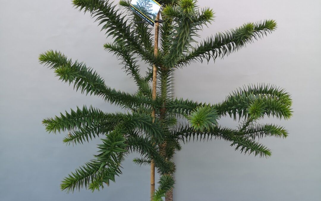Araucaria araucana