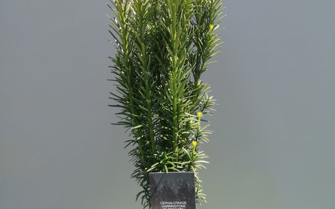Cephalotaxus haringtoni fastigiata