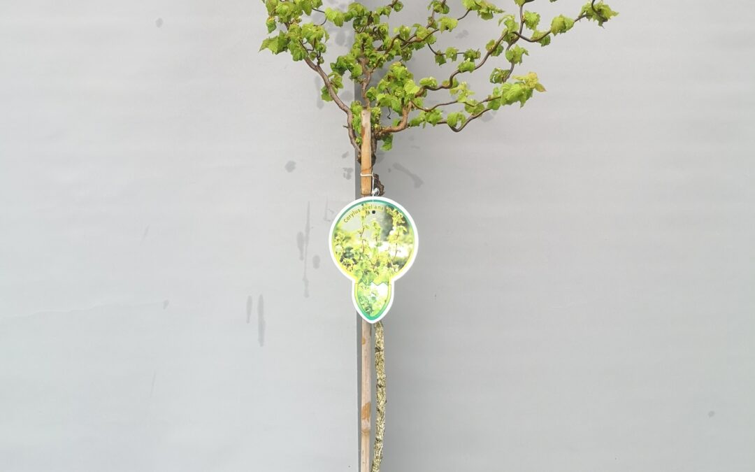 Corylus avelanna twister