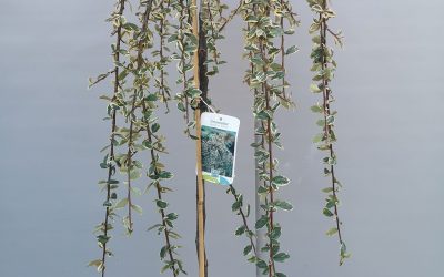 Cotoneaster suecicus juliette stamm