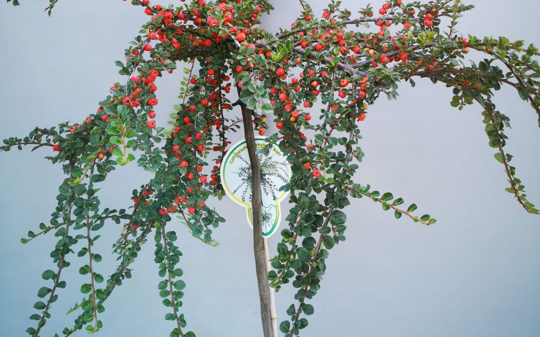 Cotoneaster nashan boer stamm