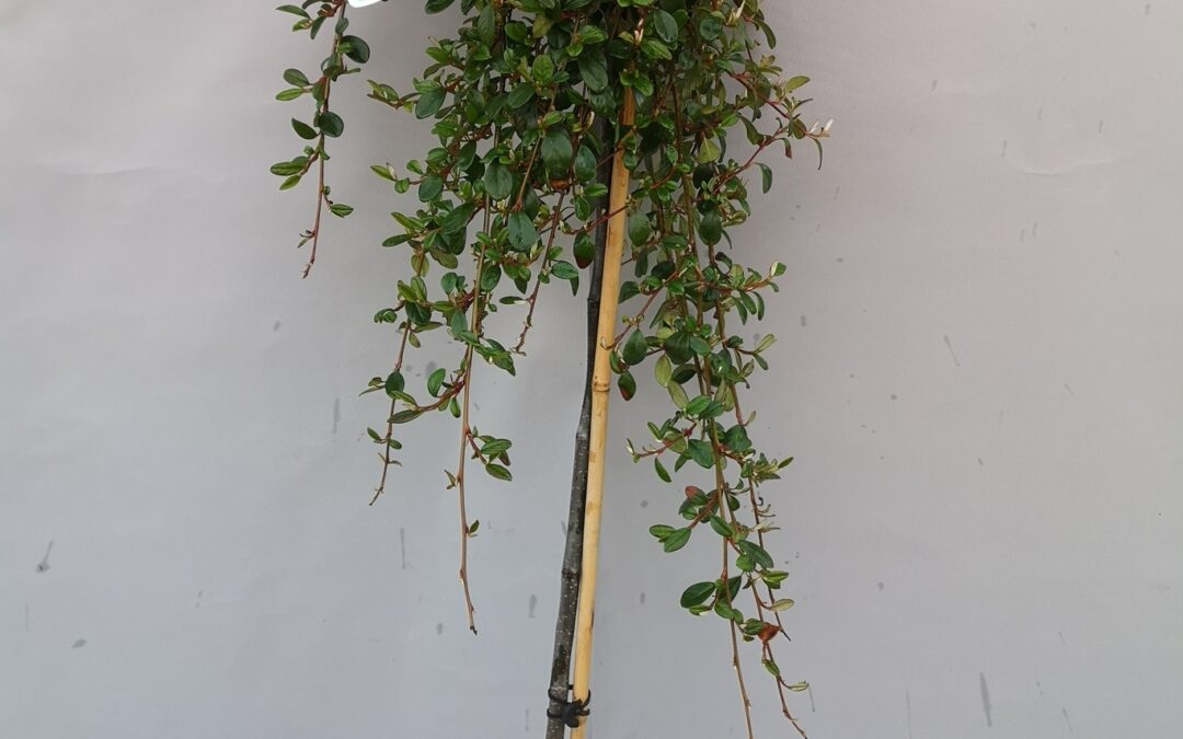 Cotoneaster dammeri major stamm