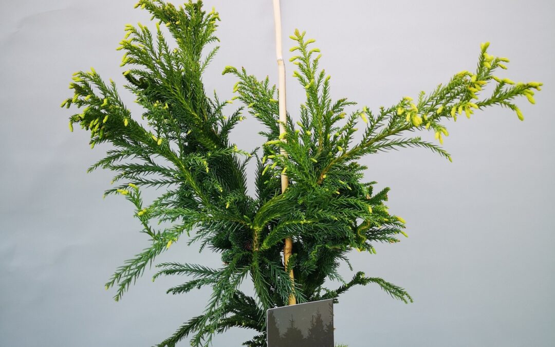 Cryptomeria japonica cristata