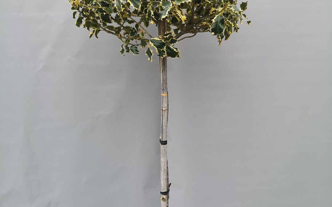 Ilex aq. Aureo marginatum