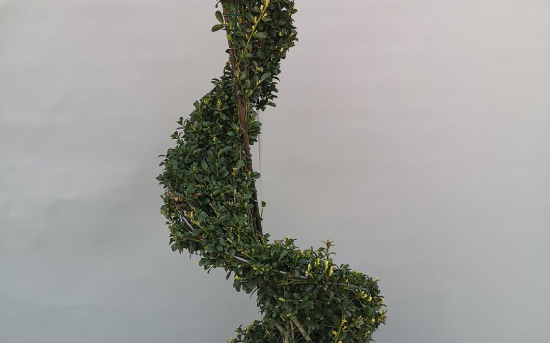 Ilex crenata spirala