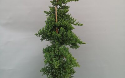 Juniperus procumbens fastigiata