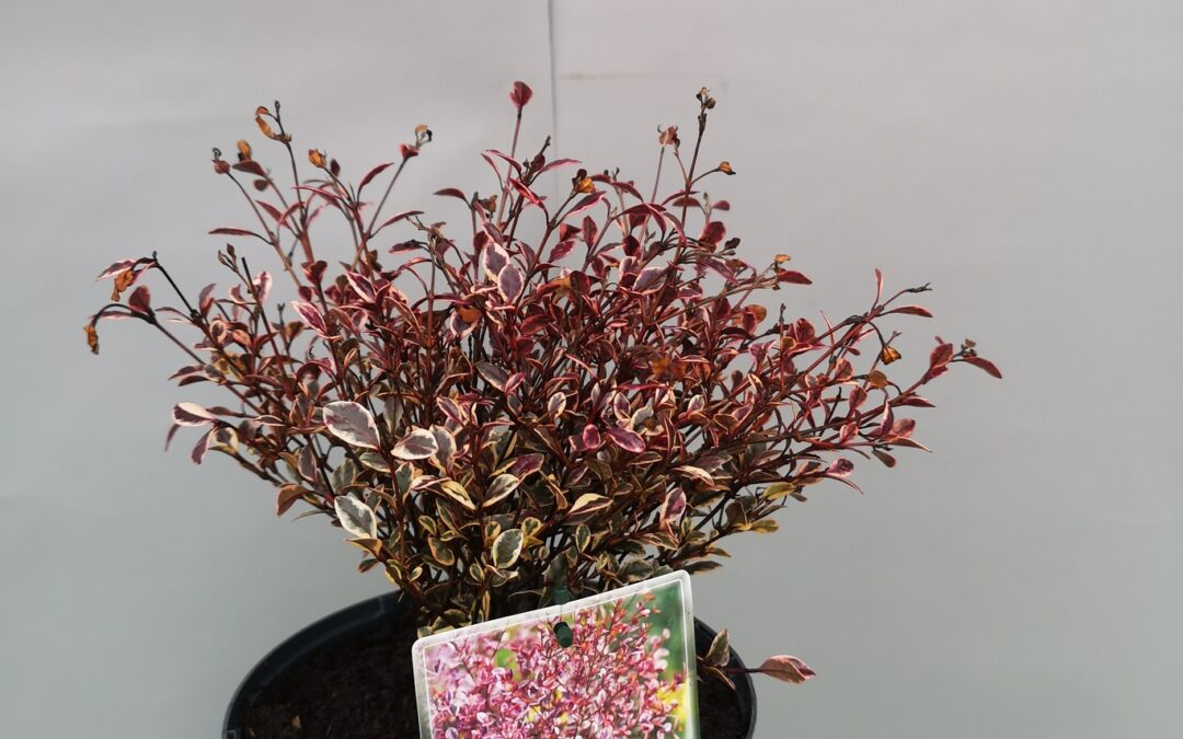 Lophomyrtus magic dragon