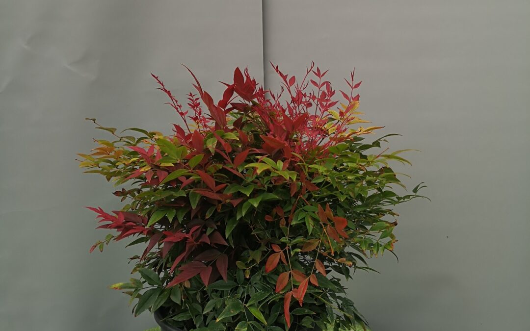 Nandina domestica obsessed