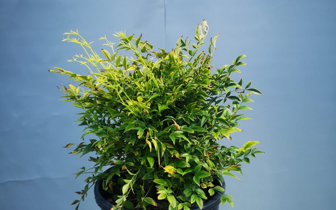 Nandina domestica lemon  lime