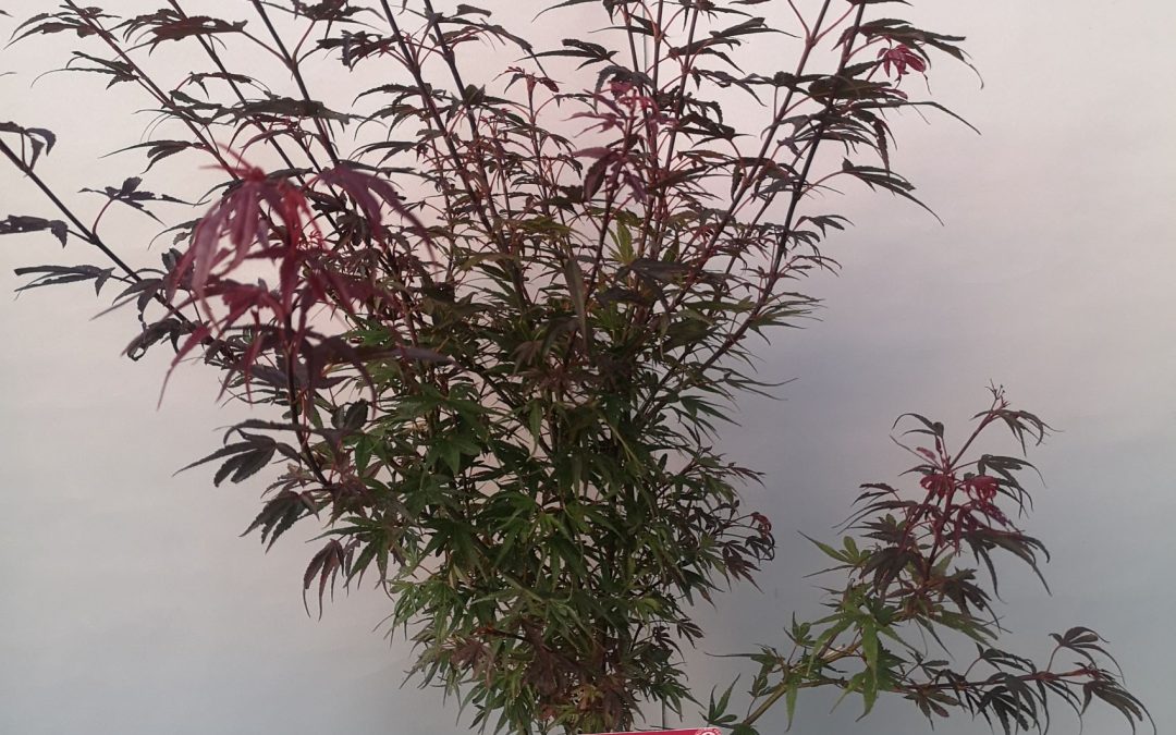 Acer palm. Shaina