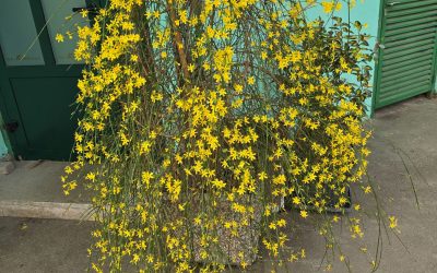 Jasminum nudiflorum