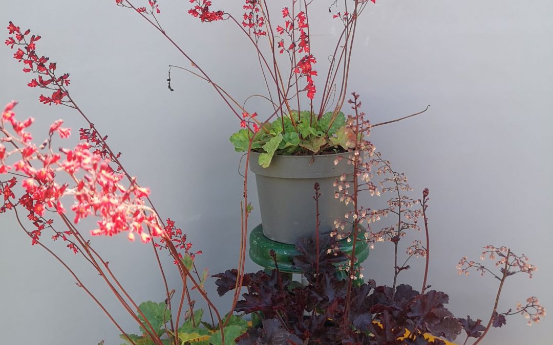 Heuchera