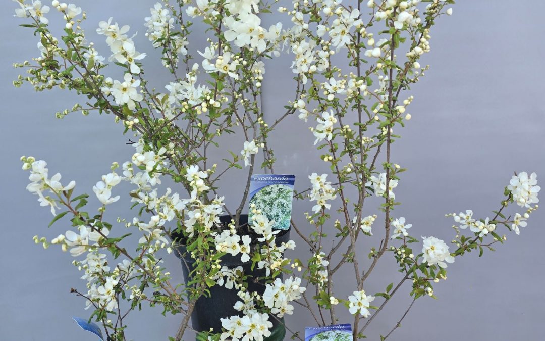 Exochorda