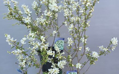 Exochorda