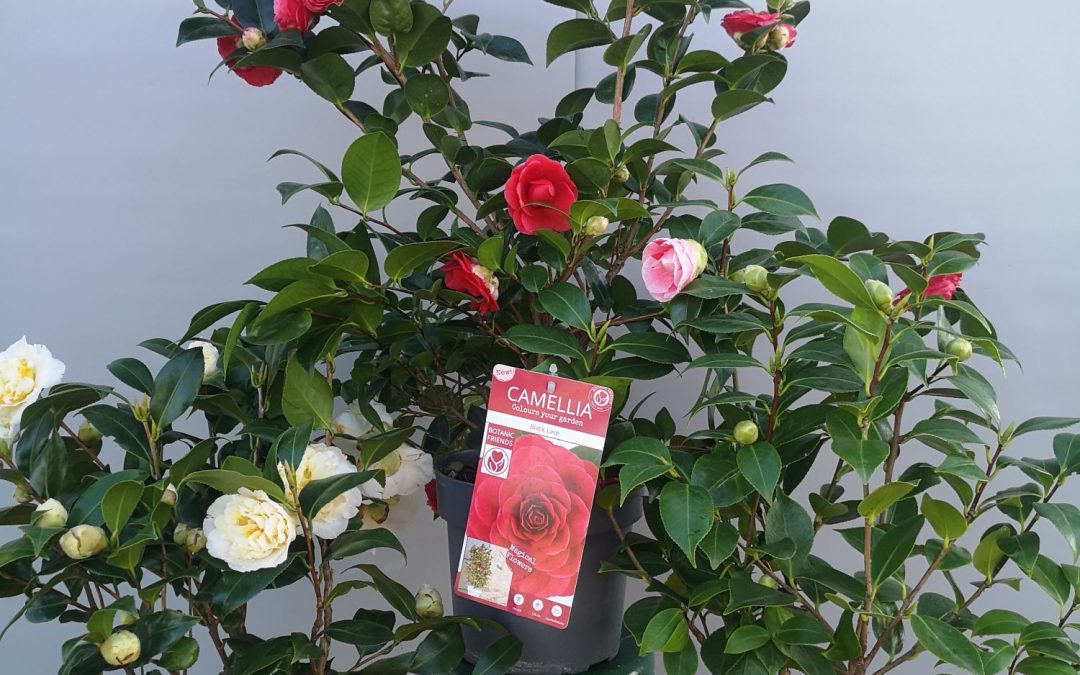 Camellia