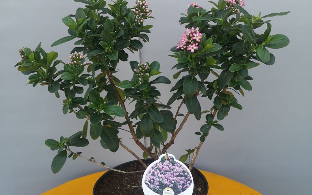 Escallonia