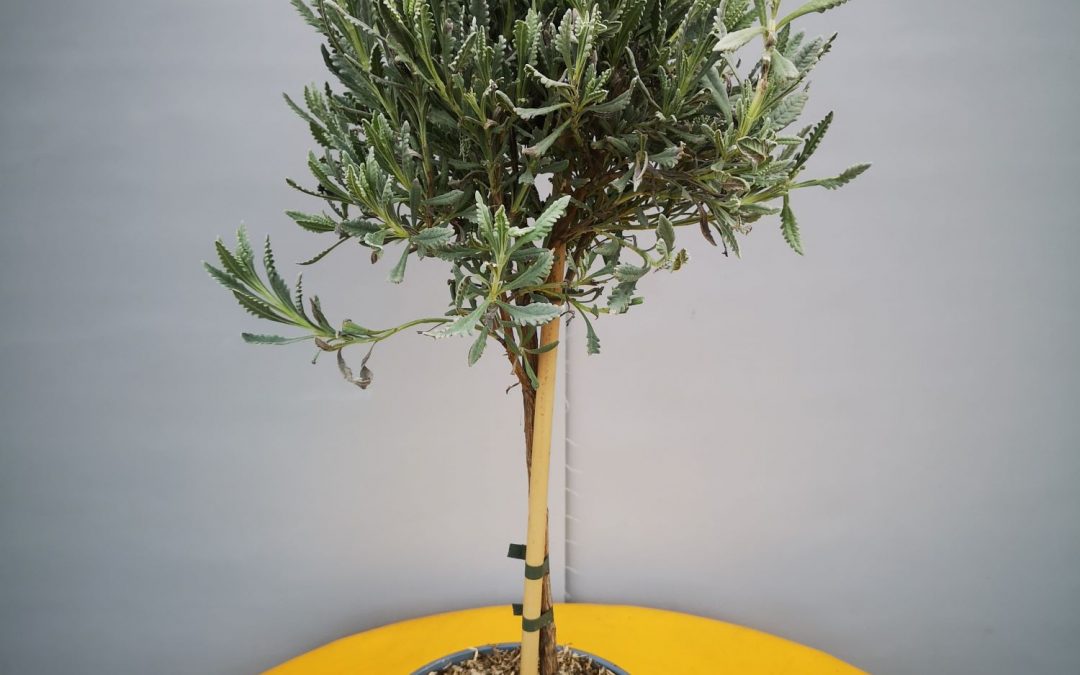 Lavandula dentata, francuska lavanda